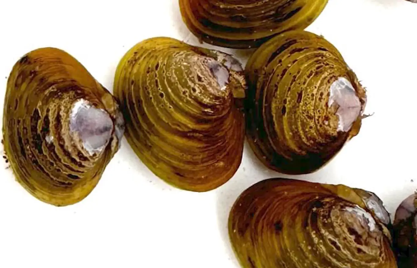 Featured Image for “River iwi unite and net 125kg of invasive Gold Clams”